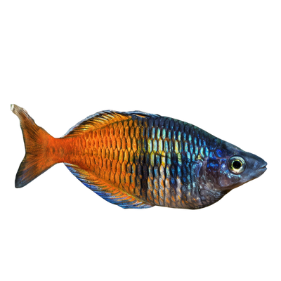 Rainbowfish