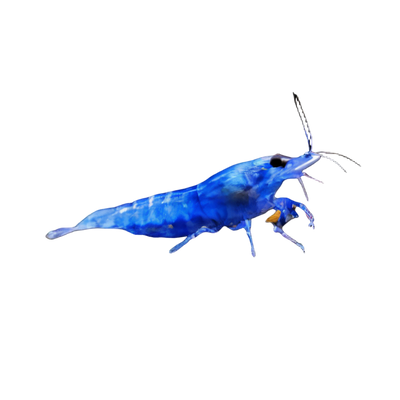 Shrimp