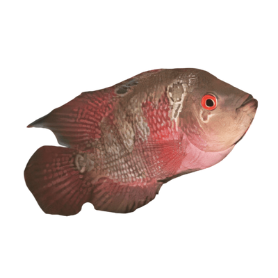 Flowerhorn