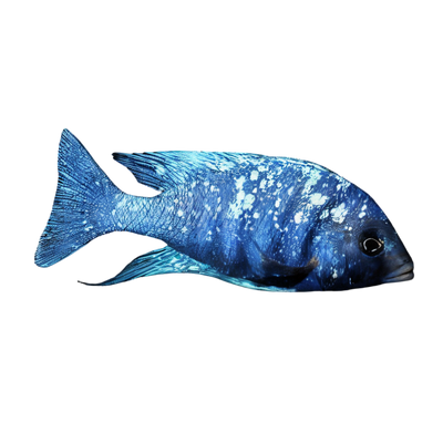 African Cichlids