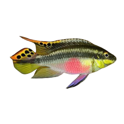 Kribensis