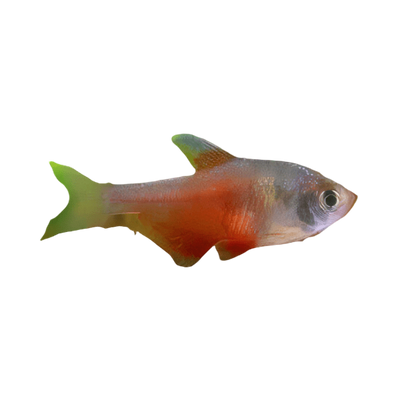 Temperate Fish