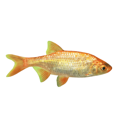 Pond and River Fish