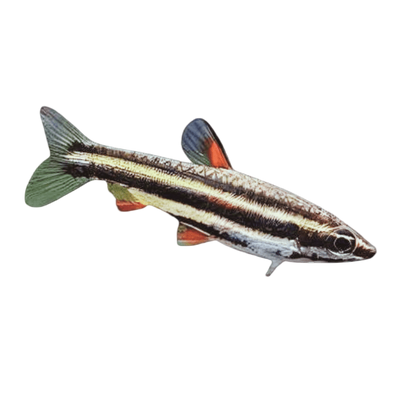 Pencilfish
