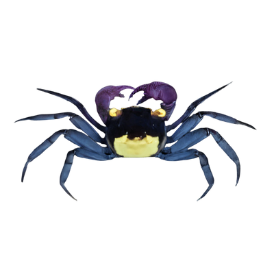 Crabs and Crayfish