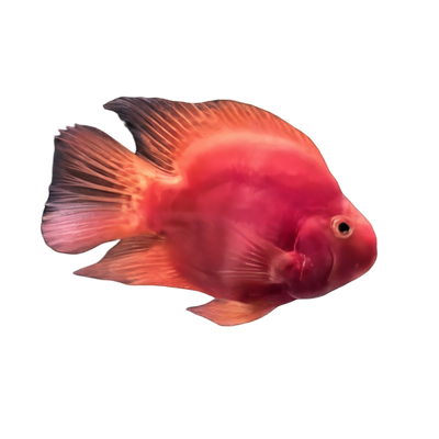 Parrot Cichlids