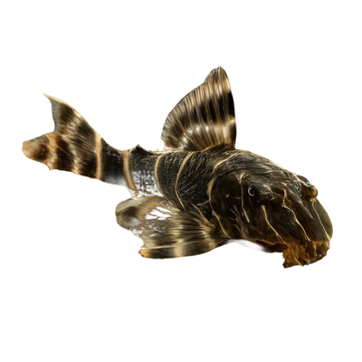 Plecos