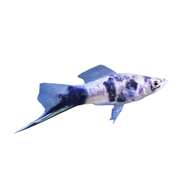 Swordtails