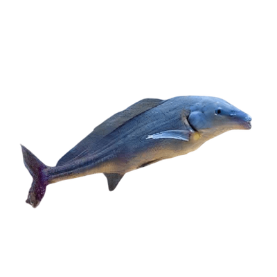 Mormyrids