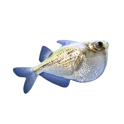 Hatchetfish