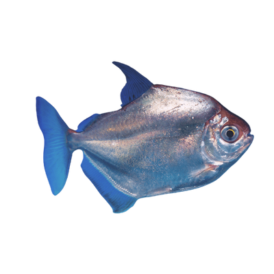 Silver Dollars