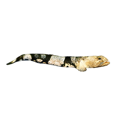Gobies