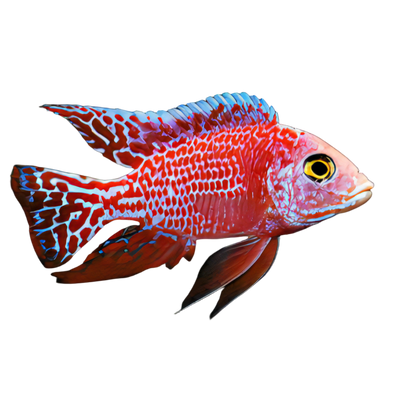 Aulonocara