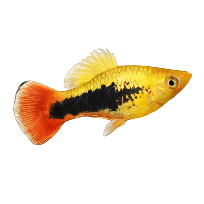 Platies