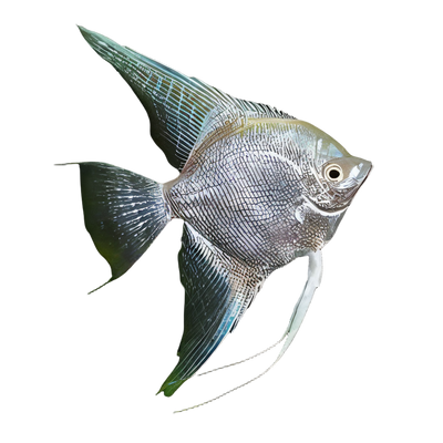 Angelfish