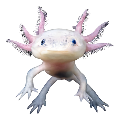 Axolotls