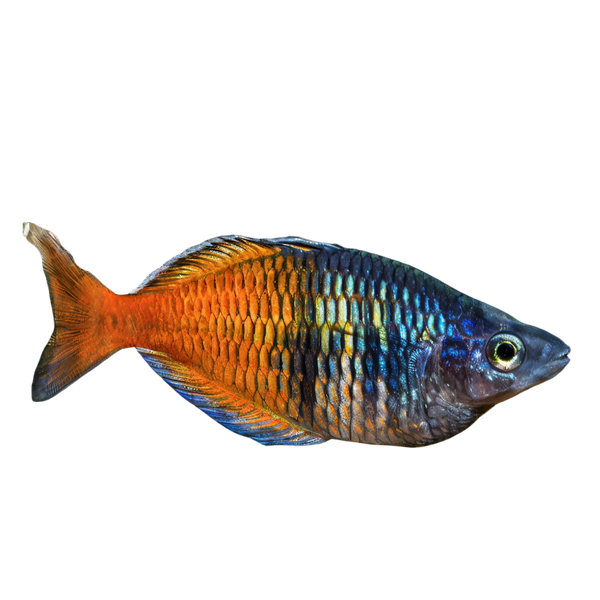 Rainbowfish