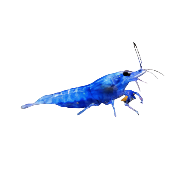 Shrimps
