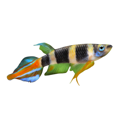 Killifish