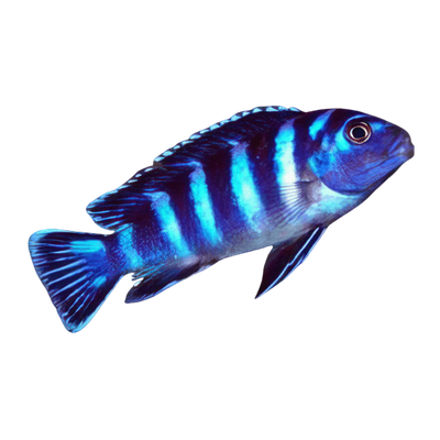 Pseudotropheus