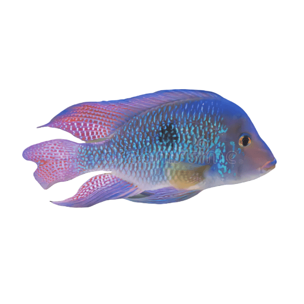Geophagus