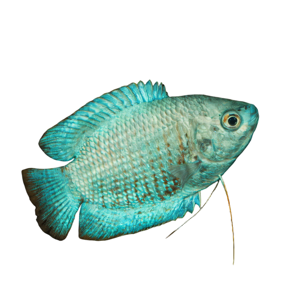 Gourami