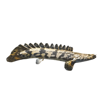 Bichirs