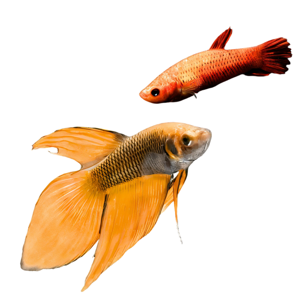Bettas