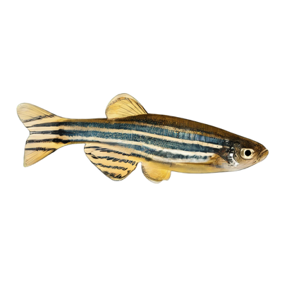Danios