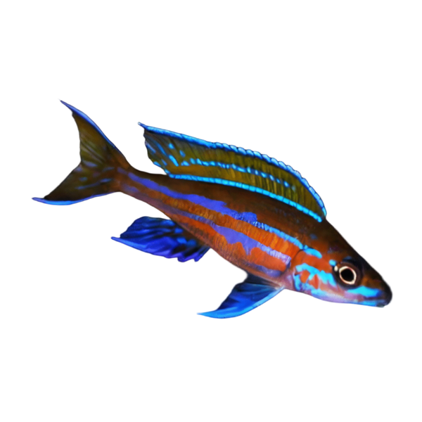 Tanganyikan Cichlids