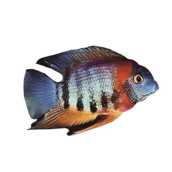 Severum