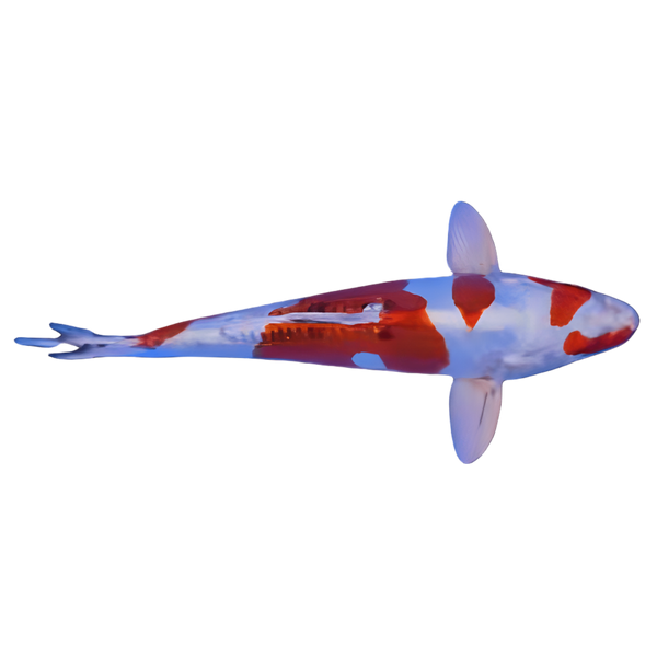Grade A Koi