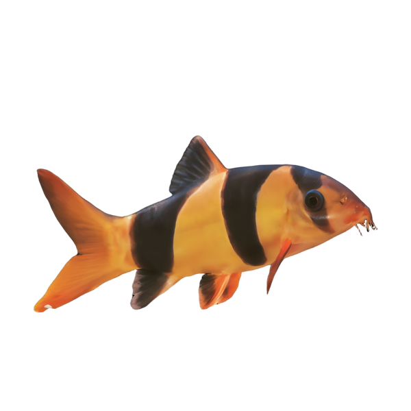 Loach