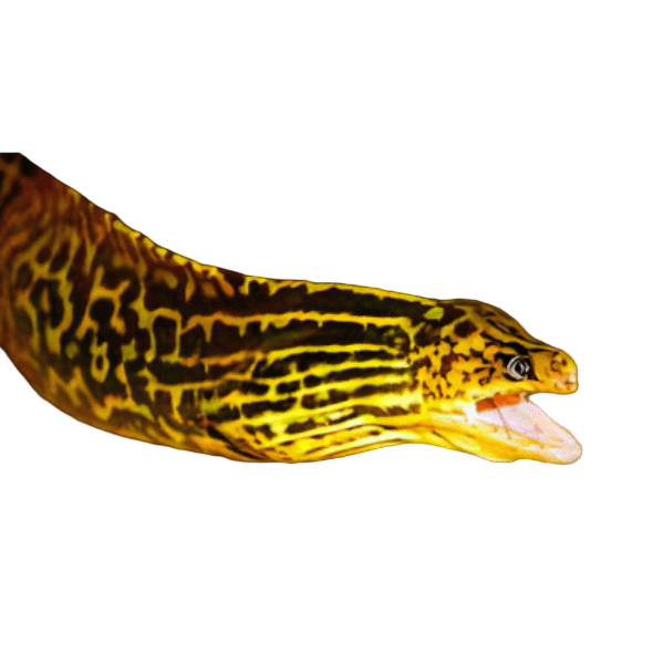 Eel