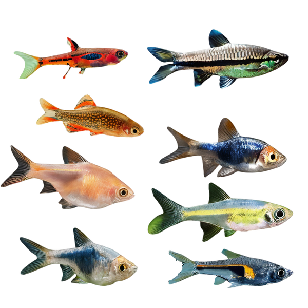 Rasbora