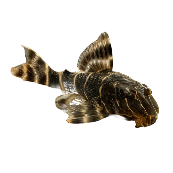 Pleco
