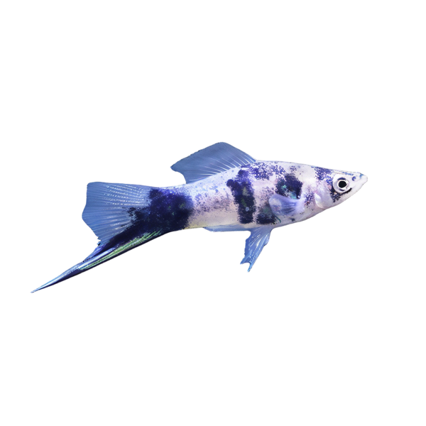 Swordtail