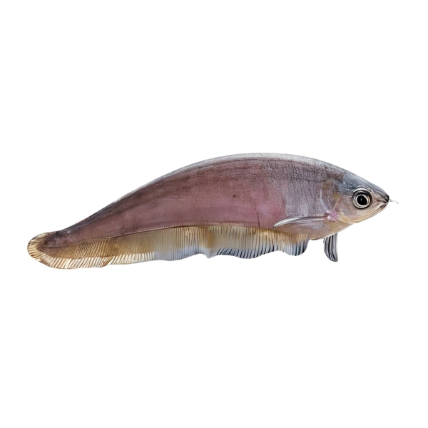 Knife Fish