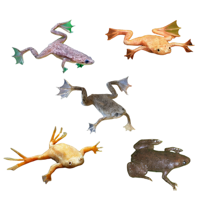 Frogs and Toads