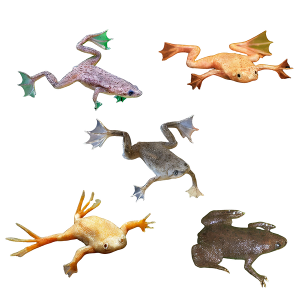 Frogs & Toads