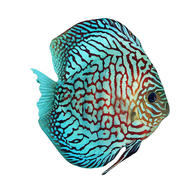 Discus