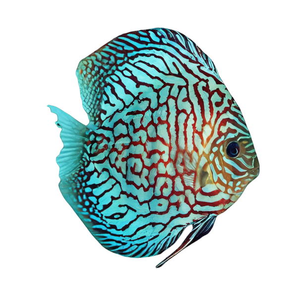 Discus