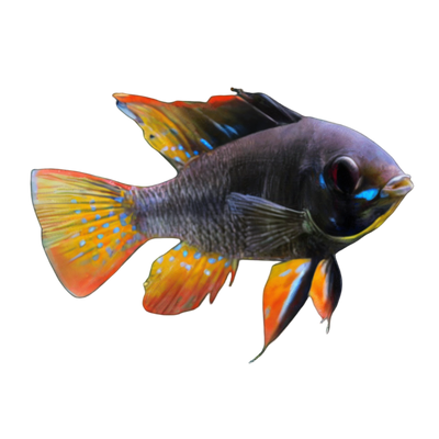 Ram Cichlids