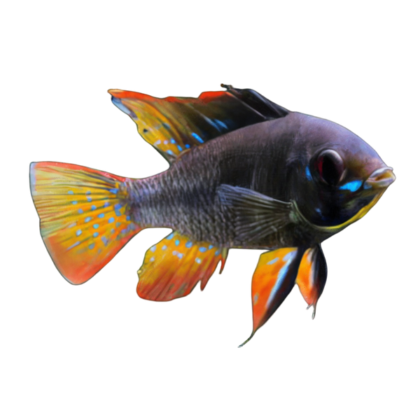 Ram Cichlid