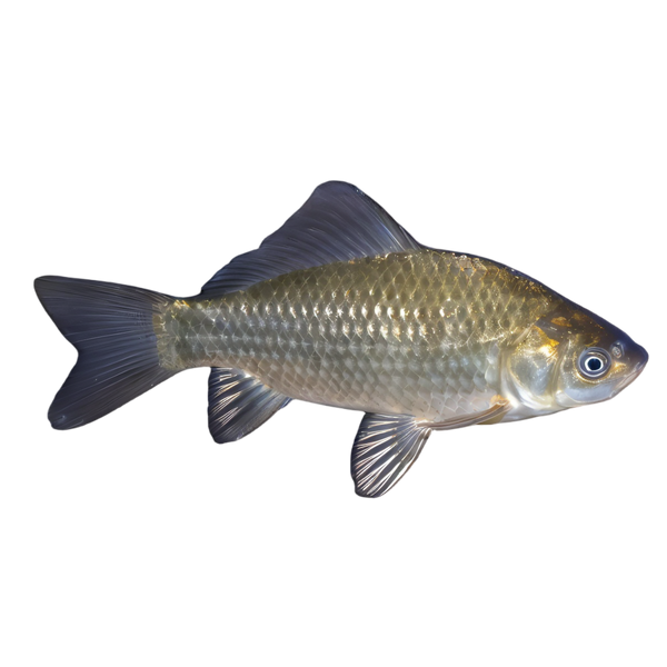 Carp