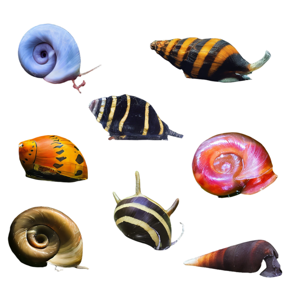 Snails