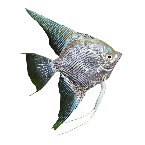 Angelfish