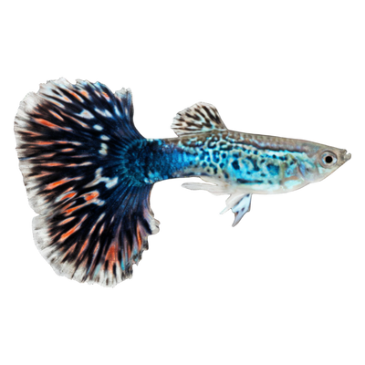 Guppies