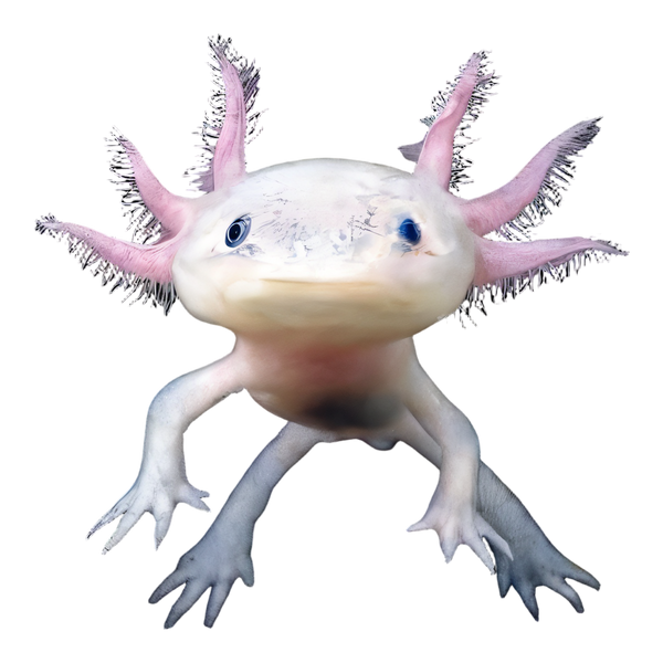 Axolotl
