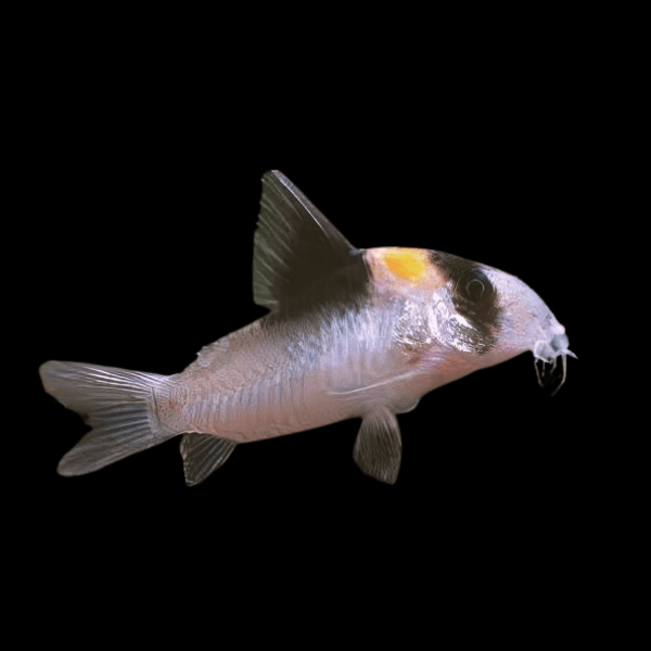 Adolfos Corydoras Adolphi 4cm Catfish